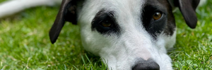 gedrag hond gedragsbegeleiding