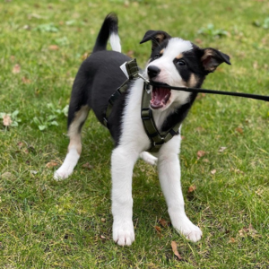 begeleiding opvoeding pup